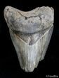 Bargain / Inch Georgia Megalodon Tooth #2717-1